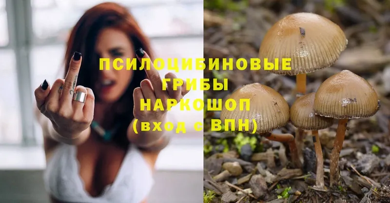 Галлюциногенные грибы Psilocybe Дмитровск